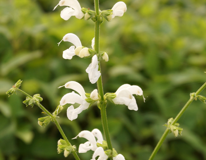 Salvia pratensis „Swan Lake”