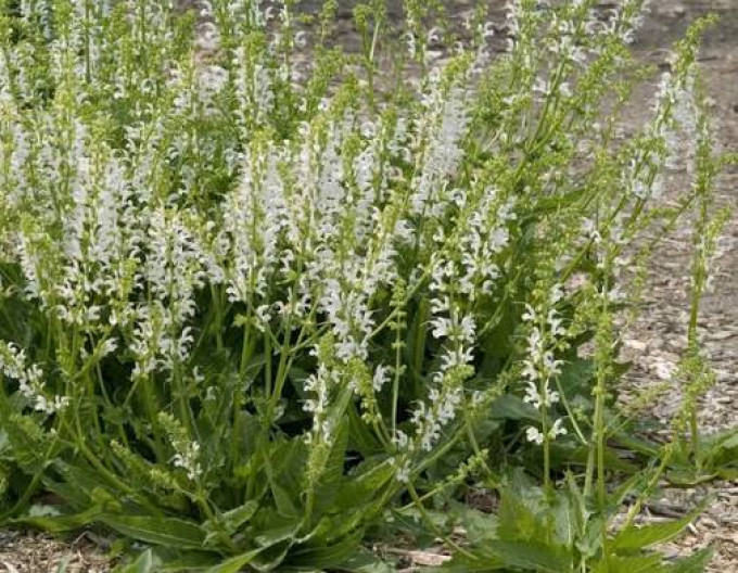 Salvia pratensis „Swan Lake”