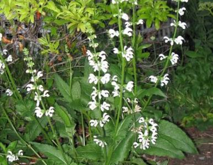Salvia pratensis „Swan Lake”