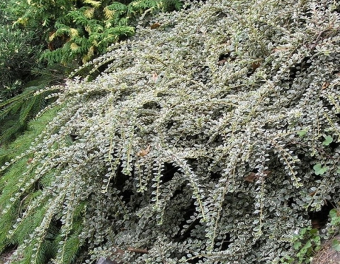 Cotoneaster de piatră Variegatus