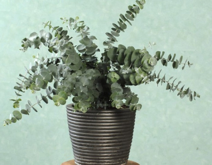 Eucalyptus „Baby Blue”