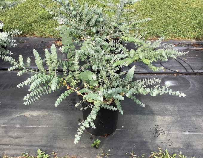 Eucalyptus „Baby Blue”