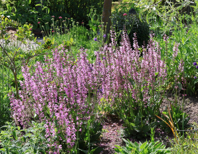 Salvia pratensis „Rose Rhapsody”