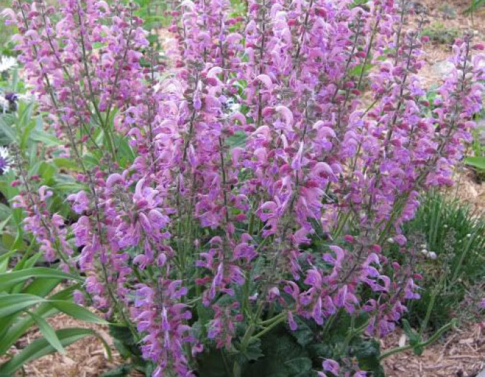 Salvia pratensis „Rose Rhapsody”