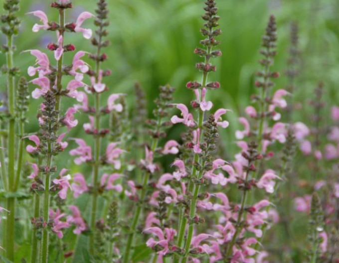 Salvia pratensis „Rose Rhapsody”