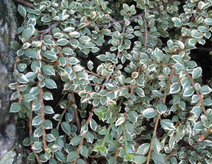 Cotoneaster de piatră Variegatus