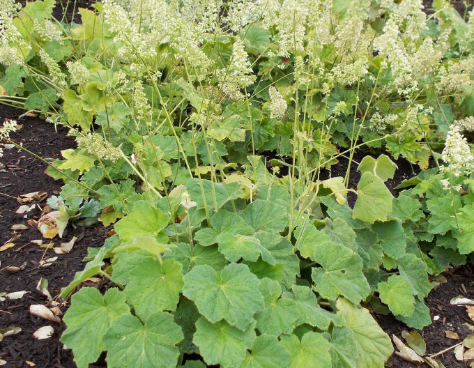 Heuchera păroasă