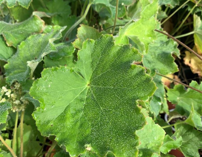 Heuchera păroasă
