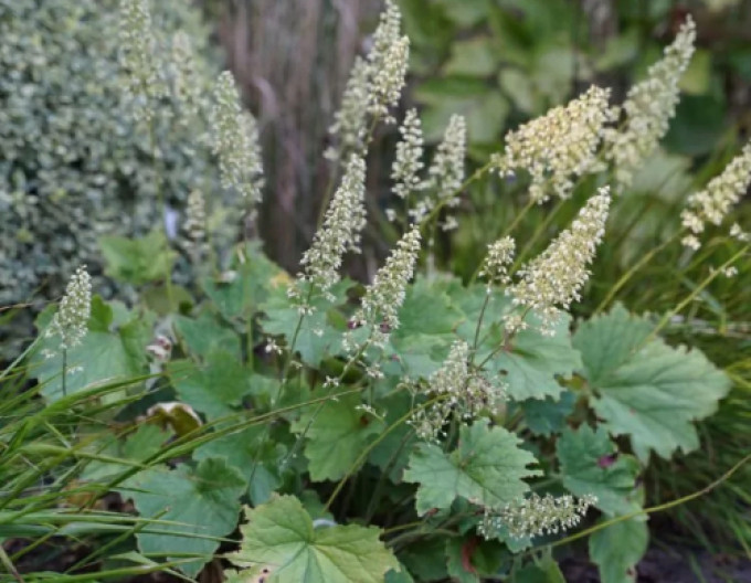 Heuchera păroasă