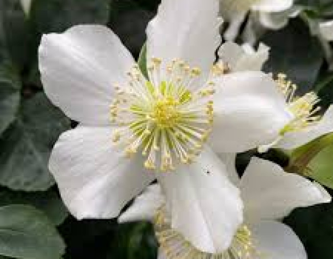 Helleborus nigra „Advent Star”