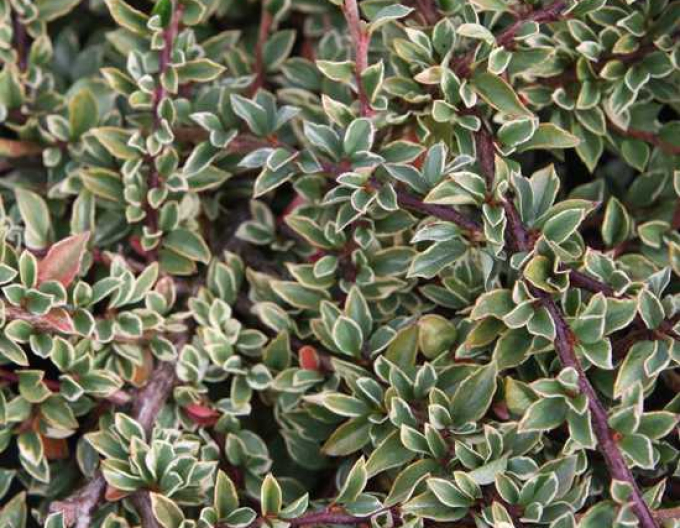 Cotoneaster de piatră Variegatus