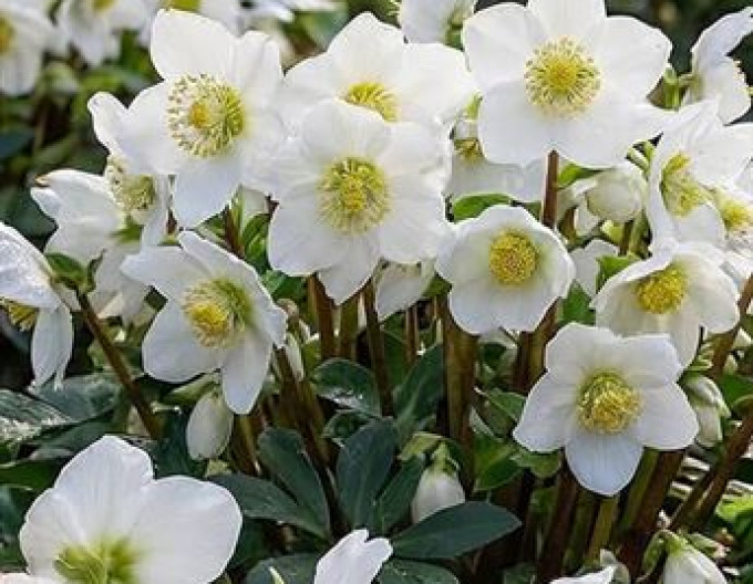 Helleborus nigra „Advent Star”