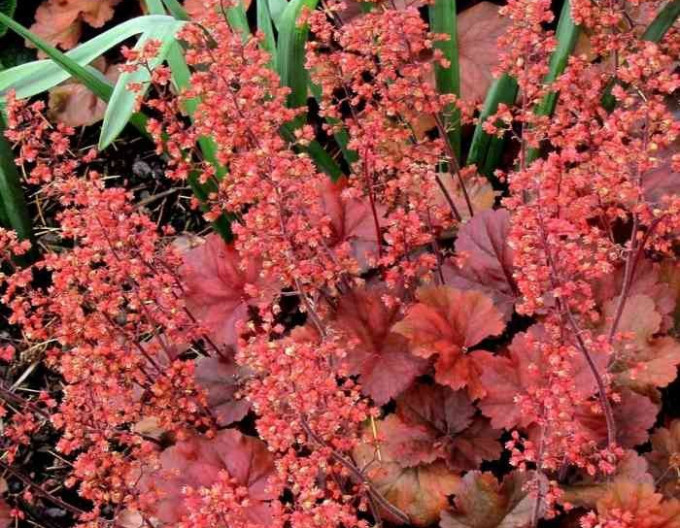 Heuchera  „Cherry Cola” 1 l