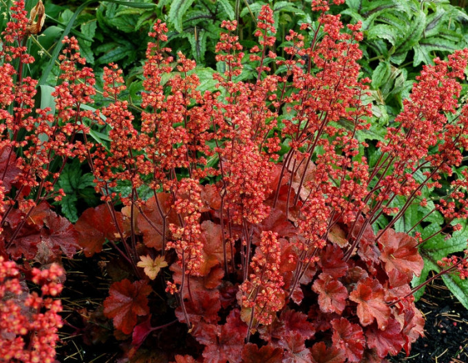 Heuchera  „Cherry Cola” 1 l