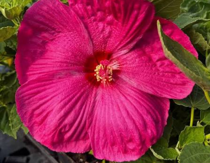 Hibiscus  „Luna Rose”