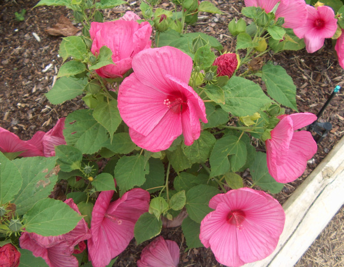 Hibiscus  „Luna Rose”