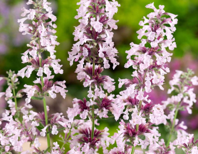 Nepeta „Dawn to Dusk” 2 l