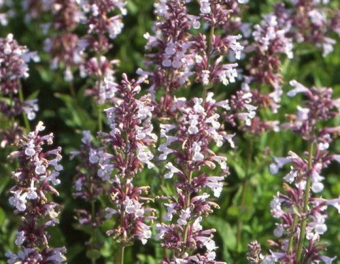 Nepeta „Dawn to Dusk” 2 l