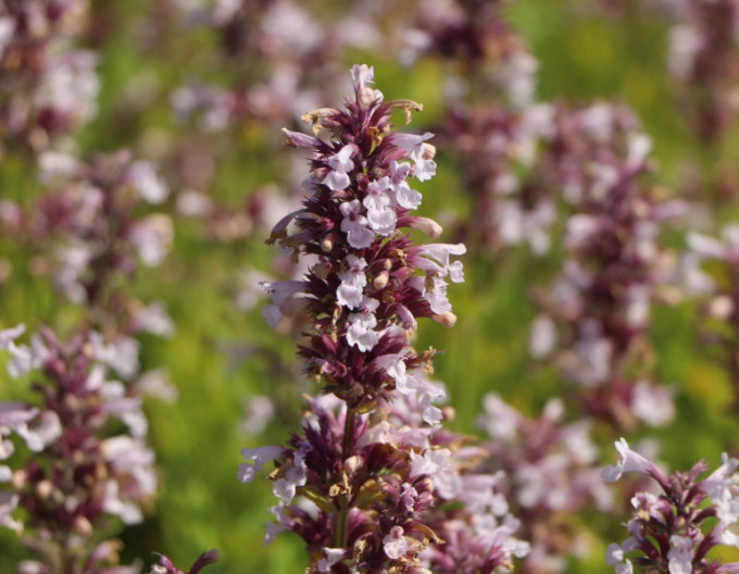 Nepeta „Dawn to Dusk” 2 l