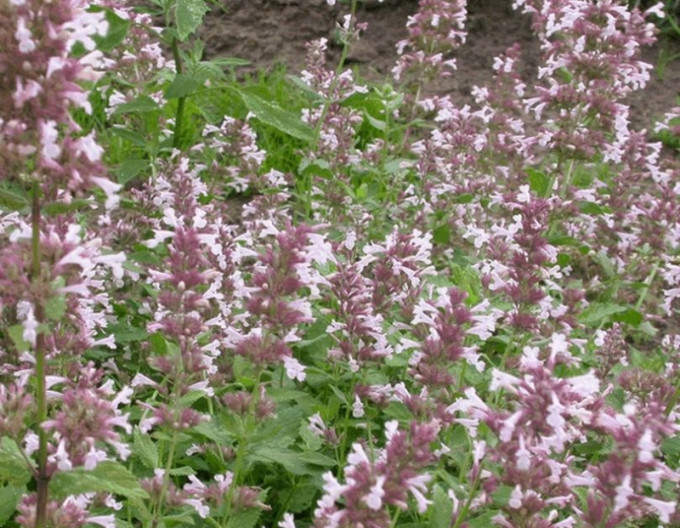 Nepeta „Dawn to Dusk” 2 l
