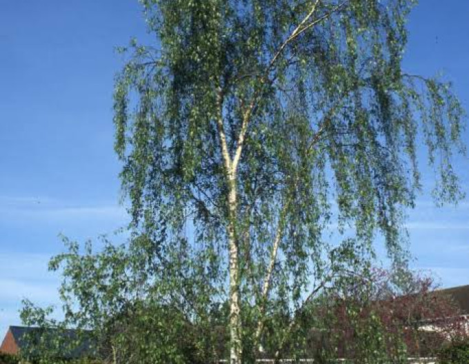 Betula pendula „Dalecarlica”