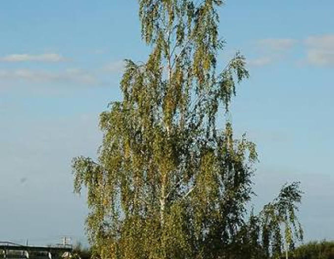 Betula pendula „Dalecarlica”