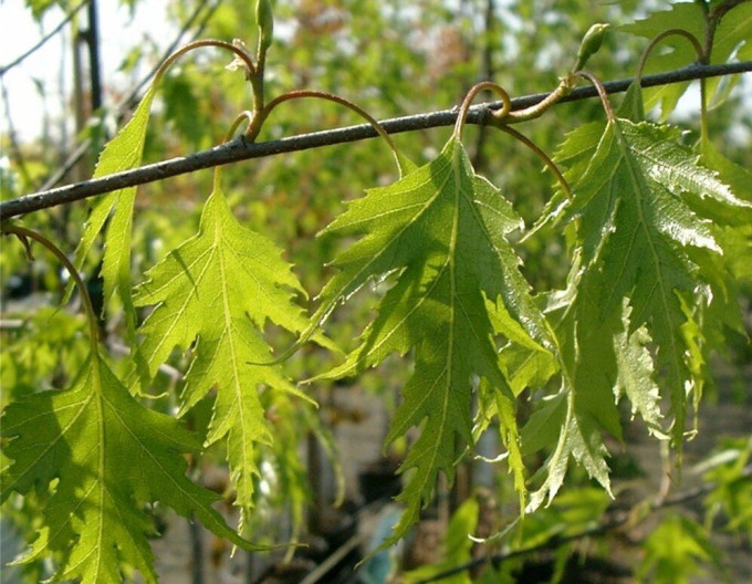 Betula pendula „Dalecarlica”