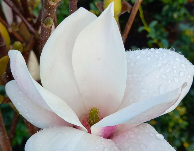 Magnolia „Alba Superba”
