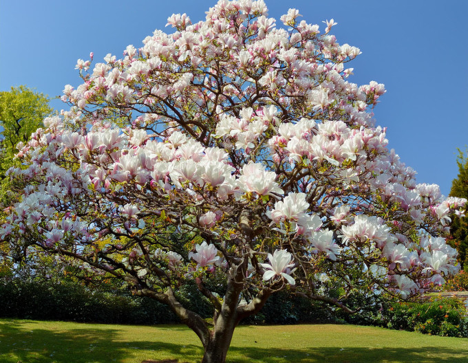 Magnolia „Alba Superba”
