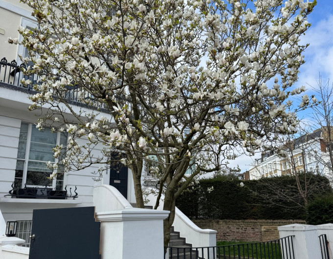 Magnolia „Alba Superba”