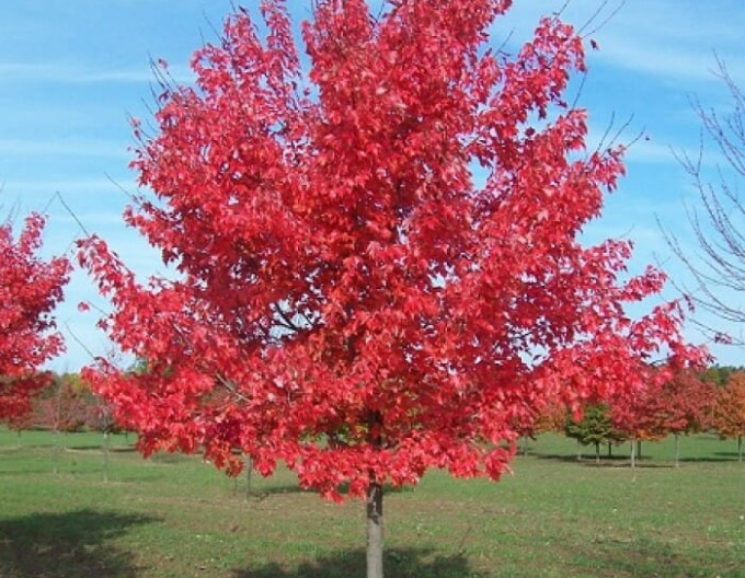 Acer rubrum  „Autumn Flame” 2 l
