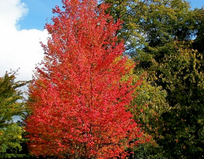 Acer rubrum  „Autumn Flame” 2 l