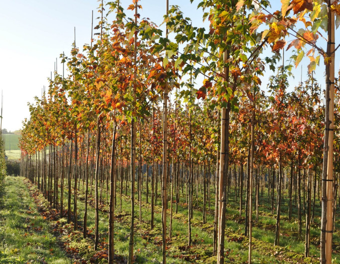 Acer rubrum  „Autumn Flame” 2 l