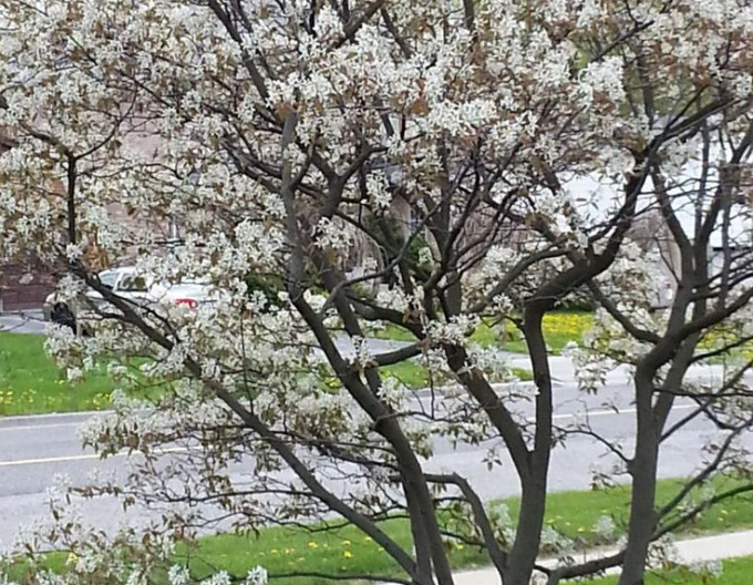 Amelanchier  „Princess Diana”