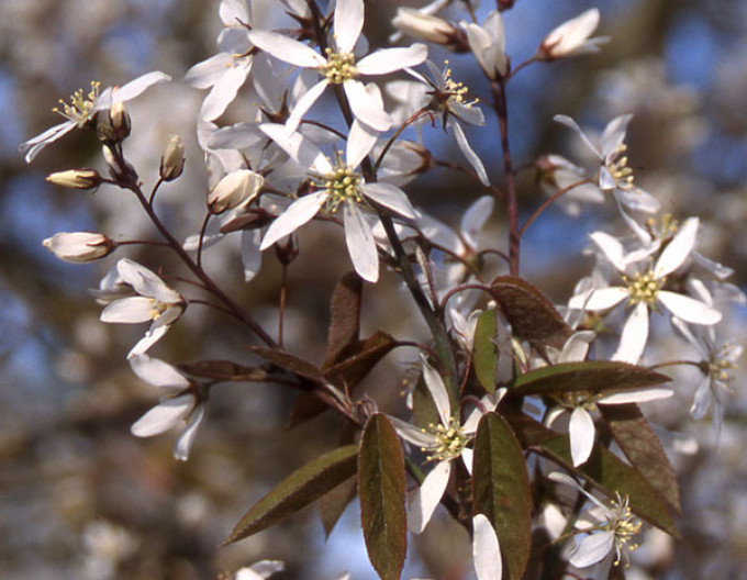 Amelanchier  „Princess Diana”