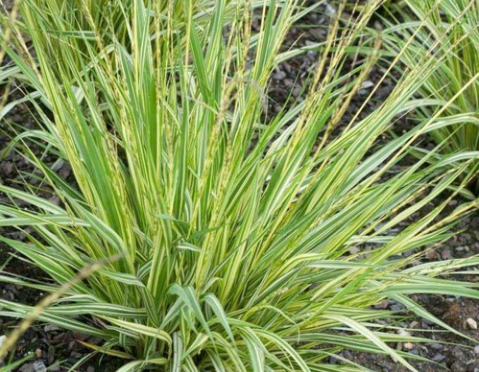 Molinia „Variegata” 2l
