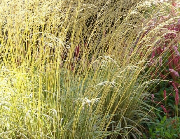 Molinia „Variegata” 2l