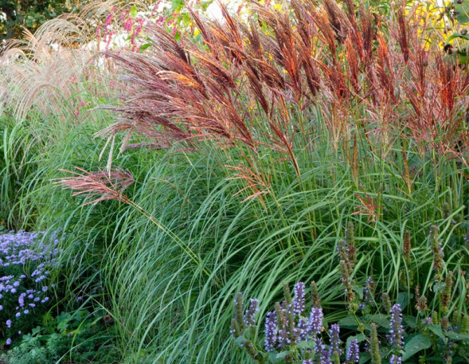 Miscanthus  „Red Chief” 9x9