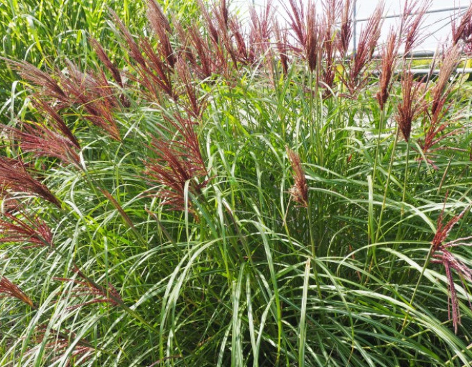 Miscanthus  „Red Chief” 9x9