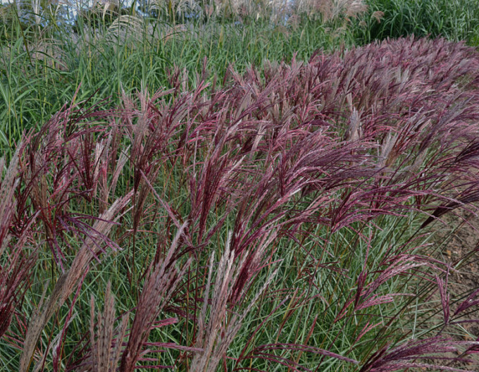 Miscanthus  „Red Chief” 9x9