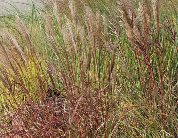 Miscanthus  „Red Chief” 9x9
