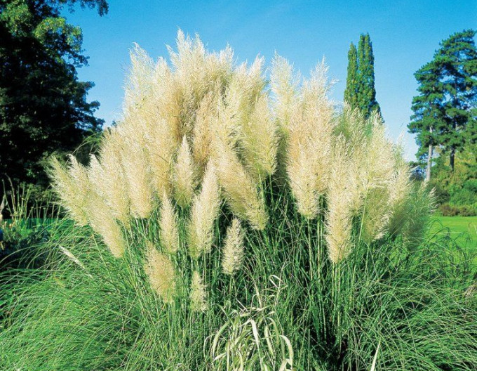Cortaderia „Pumila”