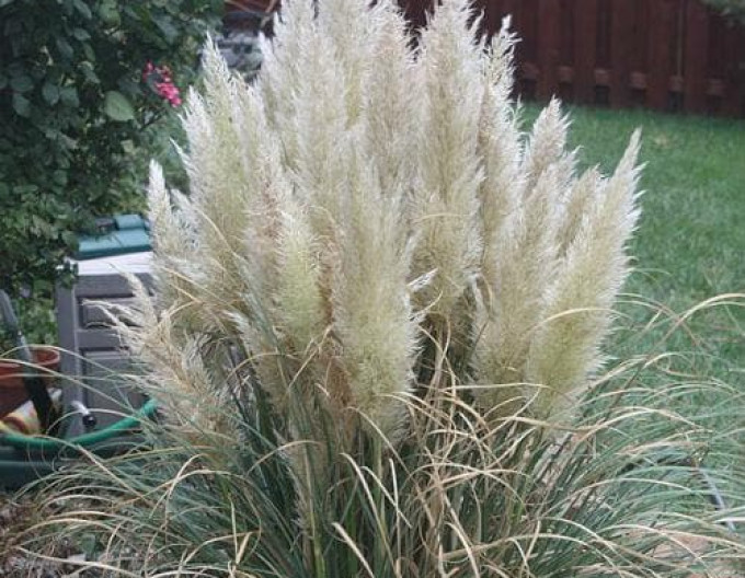 Cortaderia „Pumila”