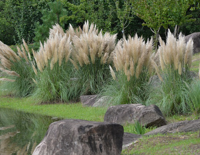 Cortaderia „Pumila”