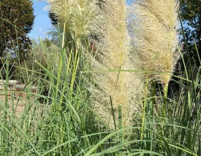 Cortaderia „Pumila”