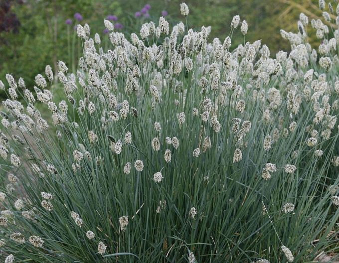 Sesleria nitida  9x9