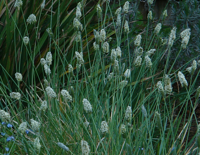 Sesleria nitida  9x9
