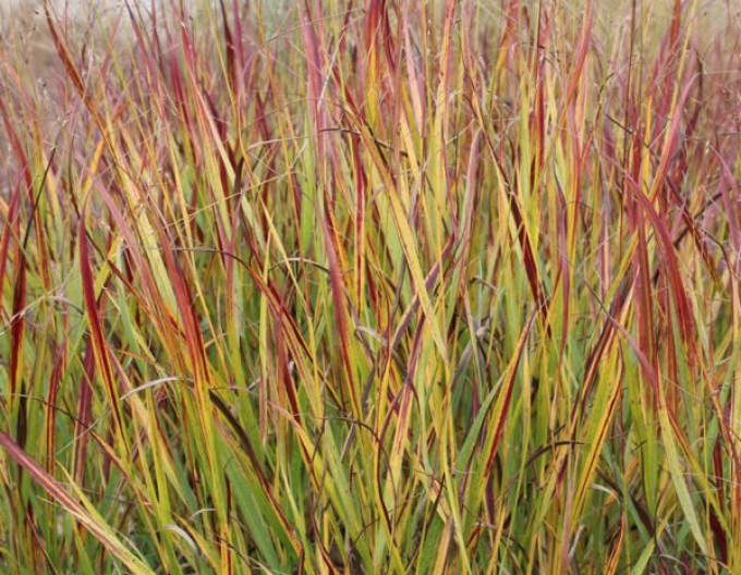 Panicum „Rotstrahlbusch” 9x9