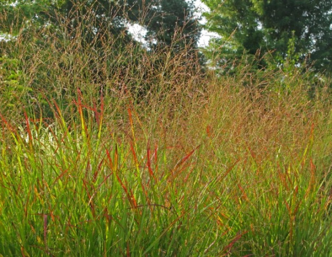 Panicum „Rotstrahlbusch” 9x9