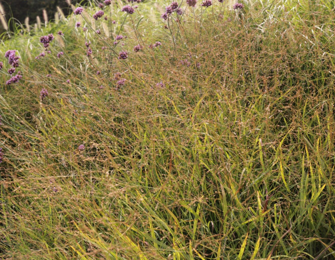 Panicum „Rotstrahlbusch” 9x9